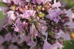 Pyropteron affinis