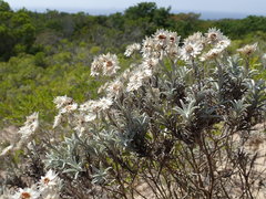 Achyranthemum argenteum