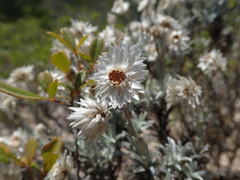 Achyranthemum argenteum