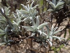 Achyranthemum argenteum