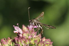 Pyropteron affinis