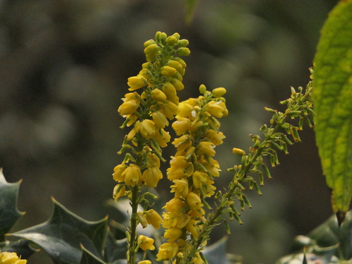 Image of Berberis napaulensis by (c) Sagnik Dutta Roy, some rights reserved (CC BY)