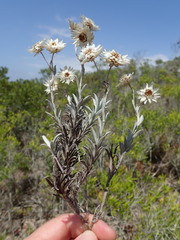 Achyranthemum argenteum