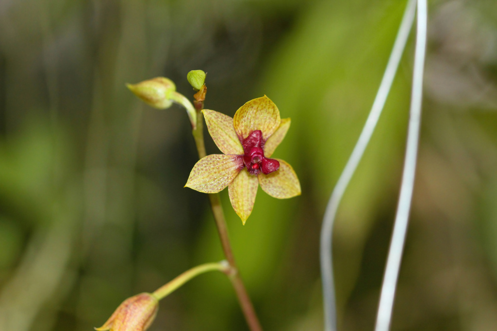 Trichoceros roseus