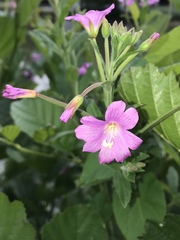 Epilobium hirsutum