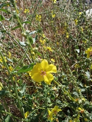 Verbascum sinuatum