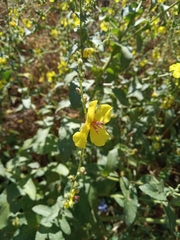 Verbascum sinuatum