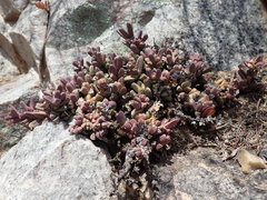 Corpuscularia lehmannii