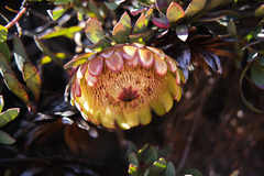 Protea effusa