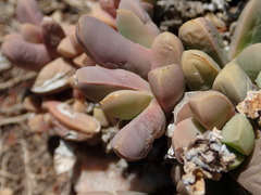 Corpuscularia lehmannii