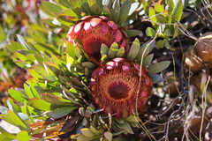 Protea effusa