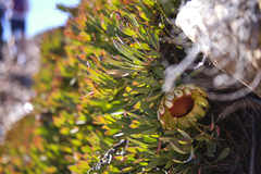 Protea effusa