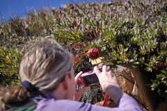 Protea effusa