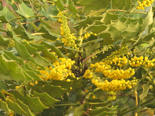 Image of Nepal Mahonia (Berberis napaulensis) by (c) Sagnik Dutta Roy, some rights reserved (CC BY)