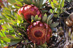 Protea effusa