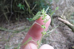 Parietaria debilis