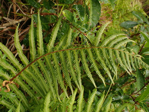 Bergius's Wood Fern (Amauropelta bergiana)