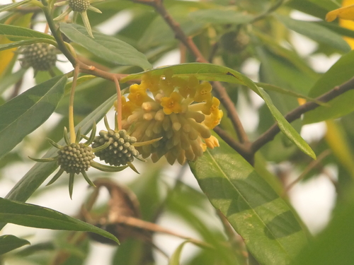 Image of Edgeworthia gardneri by (c) Sagnik Dutta Roy, some rights reserved (CC BY)