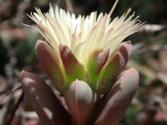 Corpuscularia lehmannii