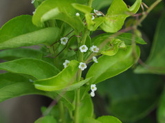 Ilex kusanoi