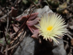 Corpuscularia lehmannii