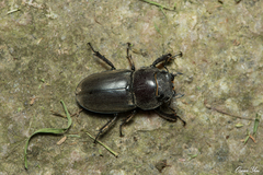 Serrognathus kyanrauensis