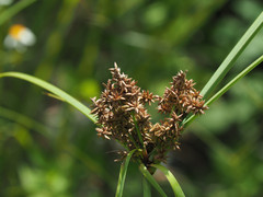 Cyperus javanicus