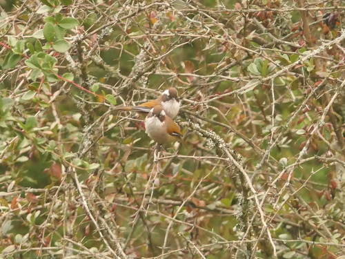 White-browed Fulvetta (Fulvetta vinipectus), photo 7