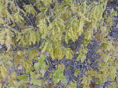 Quercus sinuata breviloba