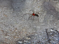 Aglaoctenus castaneus