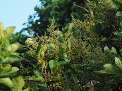 Aglaia rimosa