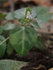 Lepidagathis inaequalis