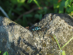 Pachyrhynchus sarcitis