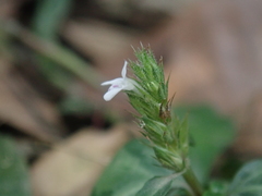 Lepidagathis inaequalis