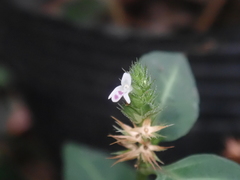 Lepidagathis inaequalis