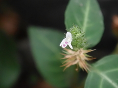 Lepidagathis inaequalis