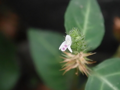 Lepidagathis inaequalis