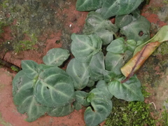 Lepidagathis inaequalis