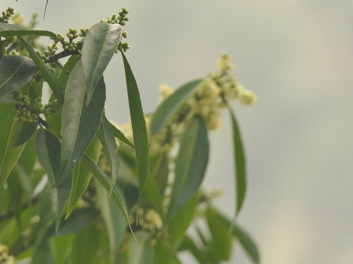 Image of Symplocos paniculata by (c) Sagnik Dutta Roy, some rights reserved (CC BY)