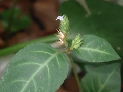 Lepidagathis inaequalis