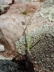 Cyperus uitenhagensis