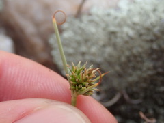 Cyperus uitenhagensis