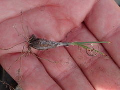 Cyperus uitenhagensis