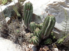 Euphorbia polygona