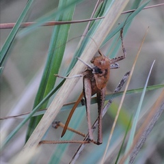 Thyreonotus corsicus