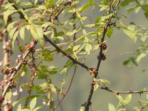 Image of Zanthoxylum armatum by (c) Sagnik Dutta Roy, some rights reserved (CC BY)