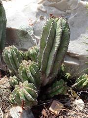 Euphorbia polygona