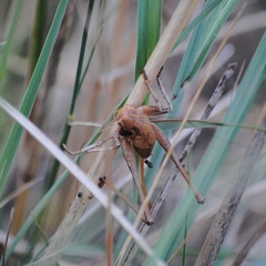 Thyreonotus corsicus