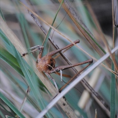 Thyreonotus corsicus