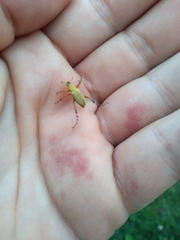 Macrodactylus subspinosus